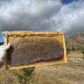 (3-3,5KG)POLENLİ PERGALI BAL