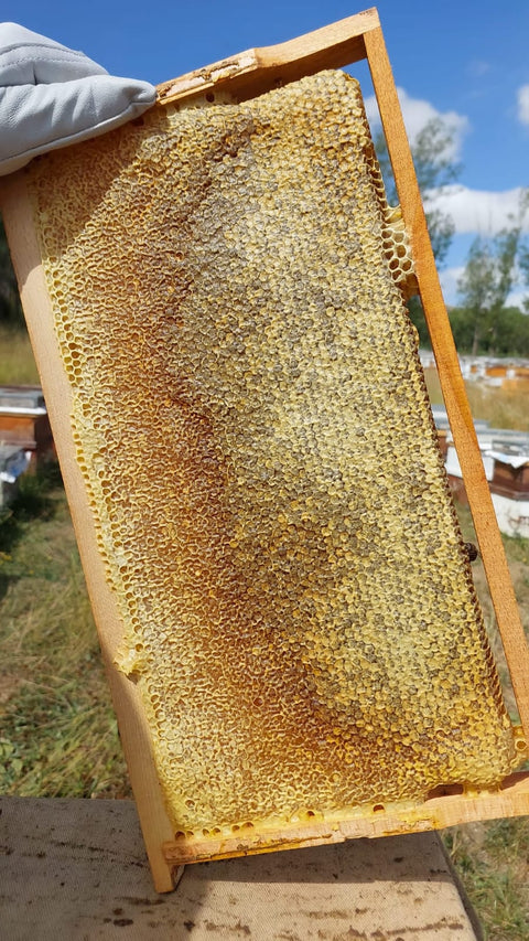 (3-3,5KG)ESMER PETEK BAL